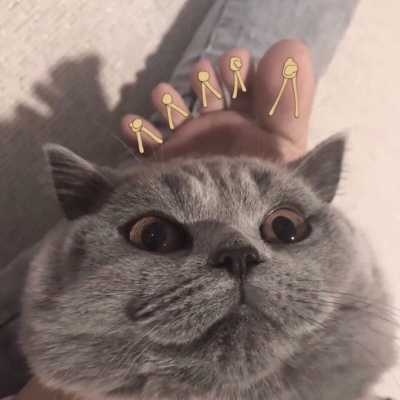 猫咪的情头