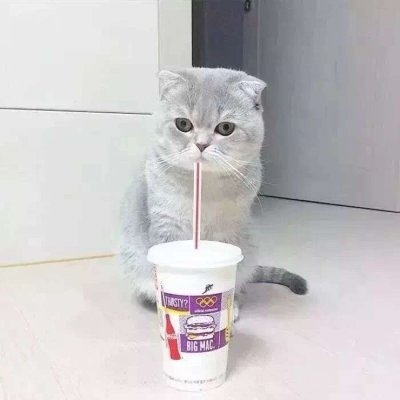 猫咪的情头
