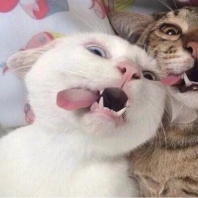 猫咪的情头