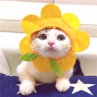 猫咪的情头