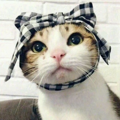 猫咪的情头