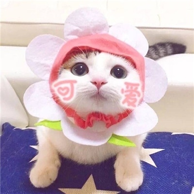 猫咪的情头