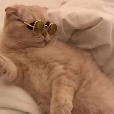 猫咪的情头