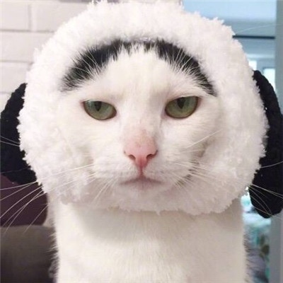 猫咪的情头