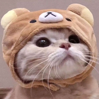 猫咪的情头
