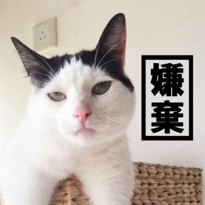 猫咪的情头