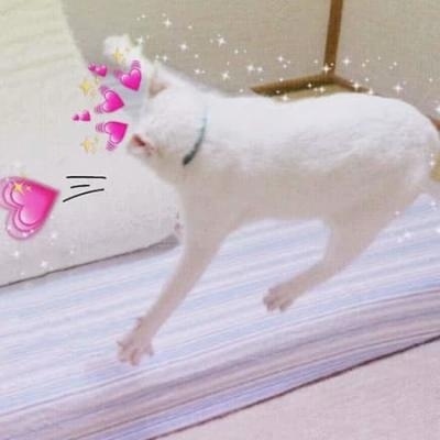 猫咪的情头