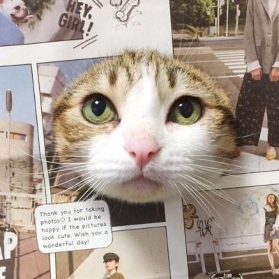 猫咪的情头