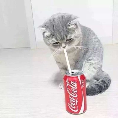 猫咪的情头
