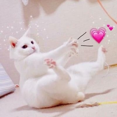 猫咪的情头