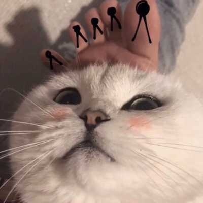 猫咪的情头