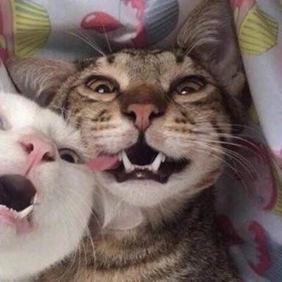 猫咪的情头