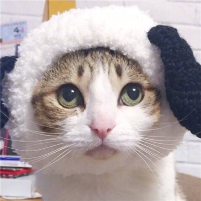 猫咪的情头