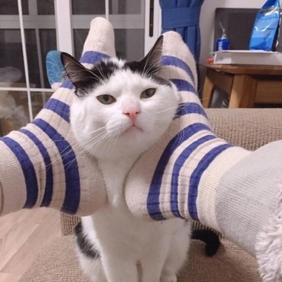 猫咪的情头