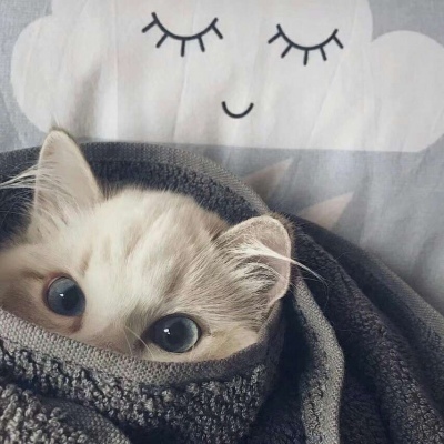 猫咪的情头