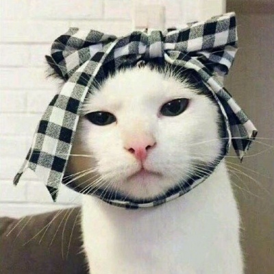 猫咪的情头