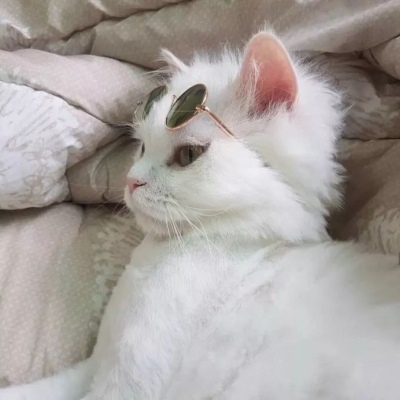 猫咪的情头