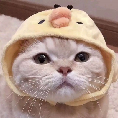 猫咪的情头