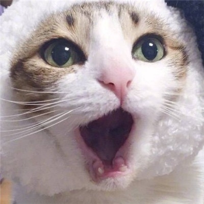 猫咪的情头