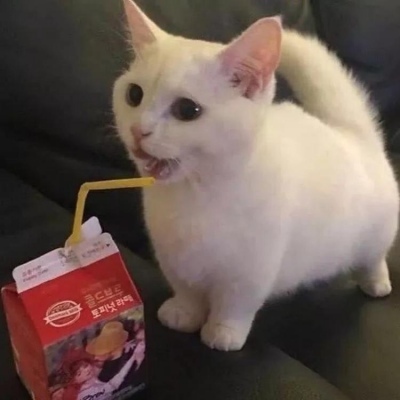 猫咪的情头