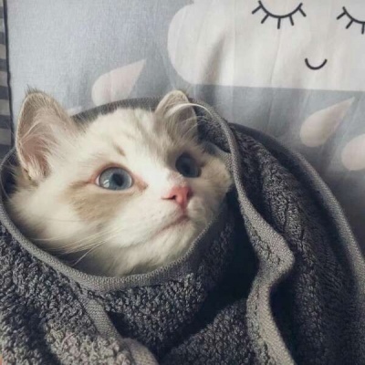 猫咪的情头