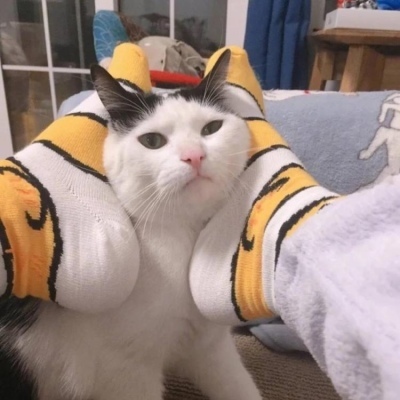 猫咪的情头