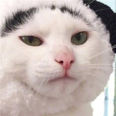 猫咪的情头