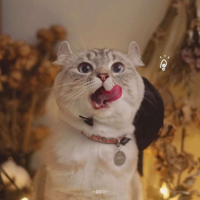 全网独一无二的猫咪情侣头像