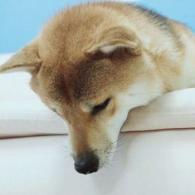 沈曦：可爱一对两张猫咪狗狗情头 长安归故里我归你.