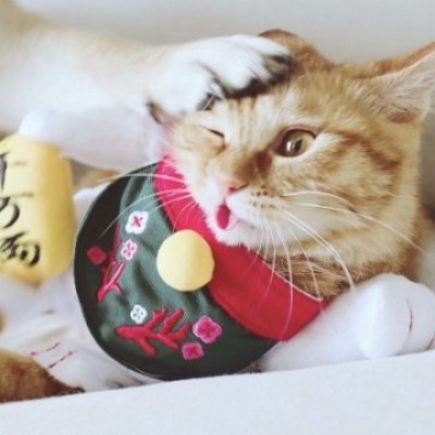 沈曦：可爱一对两张猫咪狗狗情头 长安归故里我归你.
