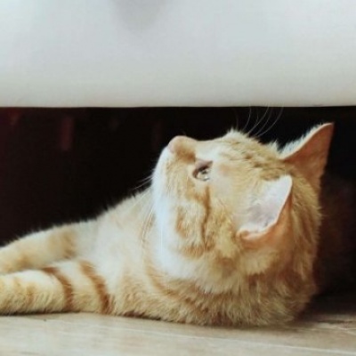 沈曦：可爱一对两张猫咪狗狗情头 长安归故里我归你.