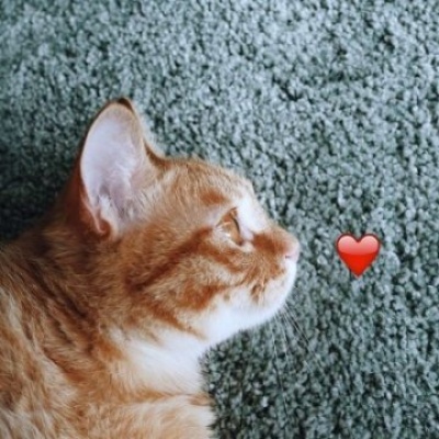 沈曦：可爱一对两张猫咪狗狗情头 长安归故里我归你.