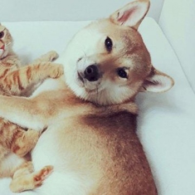 沈曦：可爱一对两张猫咪狗狗情头 长安归故里我归你.