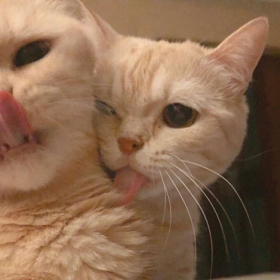 沈倦/可爱猫咪头像