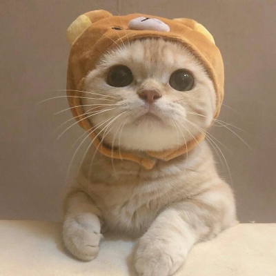沈倦/可爱猫咪头像