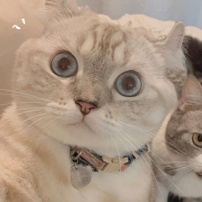 沈倦/可爱猫咪头像