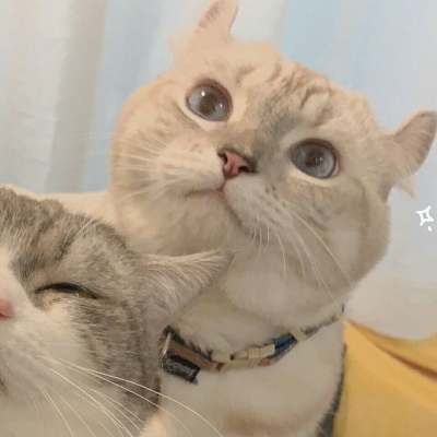 沈倦/可爱猫咪头像