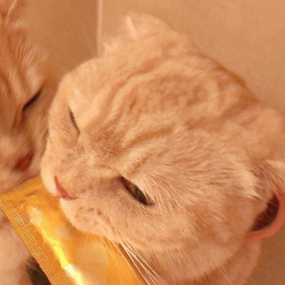 沈倦/可爱猫咪头像
