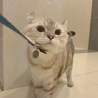 沈倦/可爱猫咪头像
