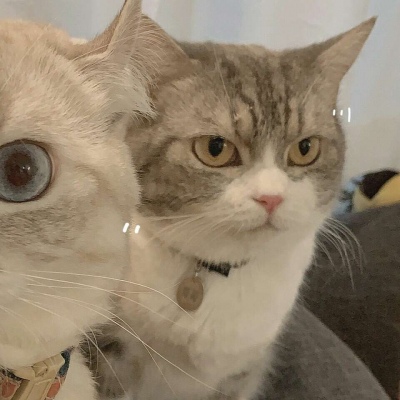 沈倦/可爱猫咪头像