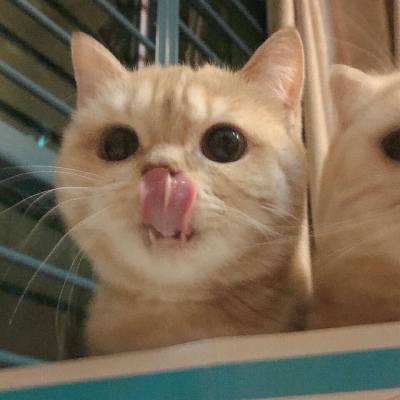 沈倦/可爱猫咪头像