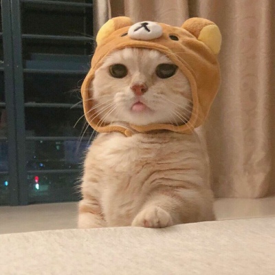 沈倦/可爱猫咪头像