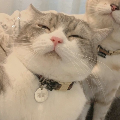 沈倦/可爱猫咪头像