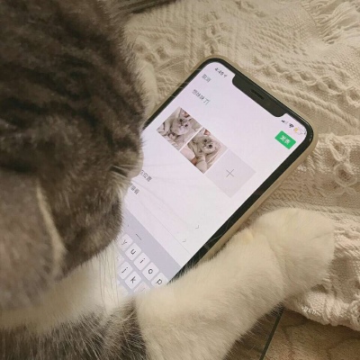 沈倦/可爱猫咪头像