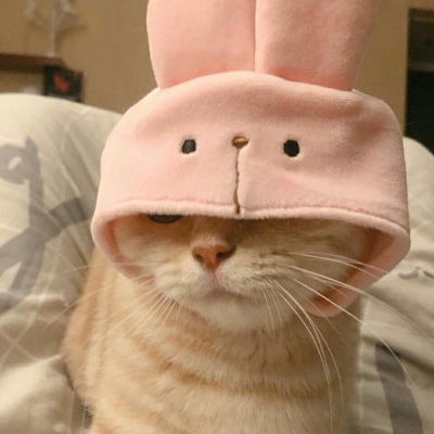 沈倦/可爱猫咪头像