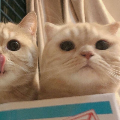 沈倦/可爱猫咪头像