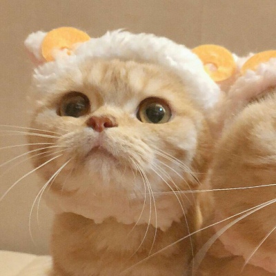 沈倦/可爱猫咪头像
