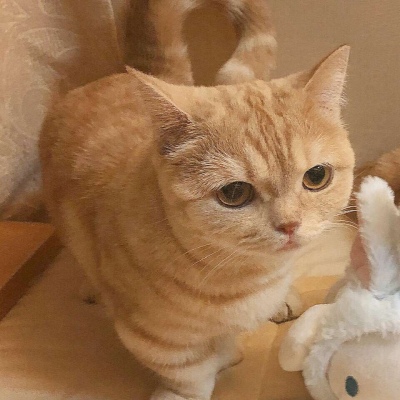 沈倦/可爱猫咪头像