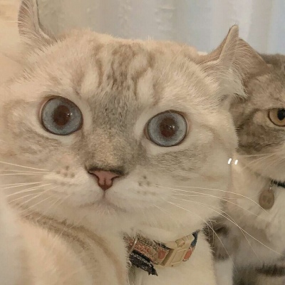 沈倦/可爱猫咪头像