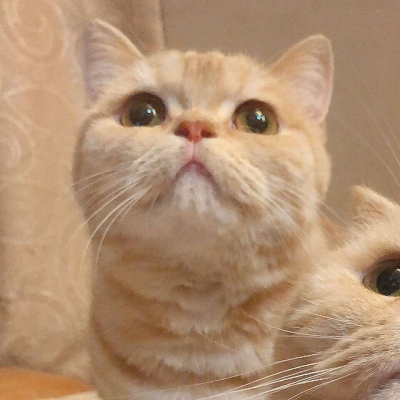 沈倦/可爱猫咪头像